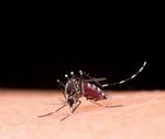 Governo Municipal alerta sobre a dengue em Serranópolis do Iguaçu Governo Municipal alerta sobre a dengue em Serranópolis do Iguaçu