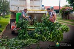 Período de recolha de galhos inicia em dezembro Período de recolha de galhos inicia em dezembro