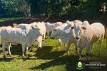 Produtores rurais devem regularizar atualização de rebanho e vacinação de animais para emissão da GTA