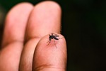 Serranópolis do Iguaçu registra primeiro óbito por dengue Serranópolis do Iguaçu registra primeiro óbito por dengue
