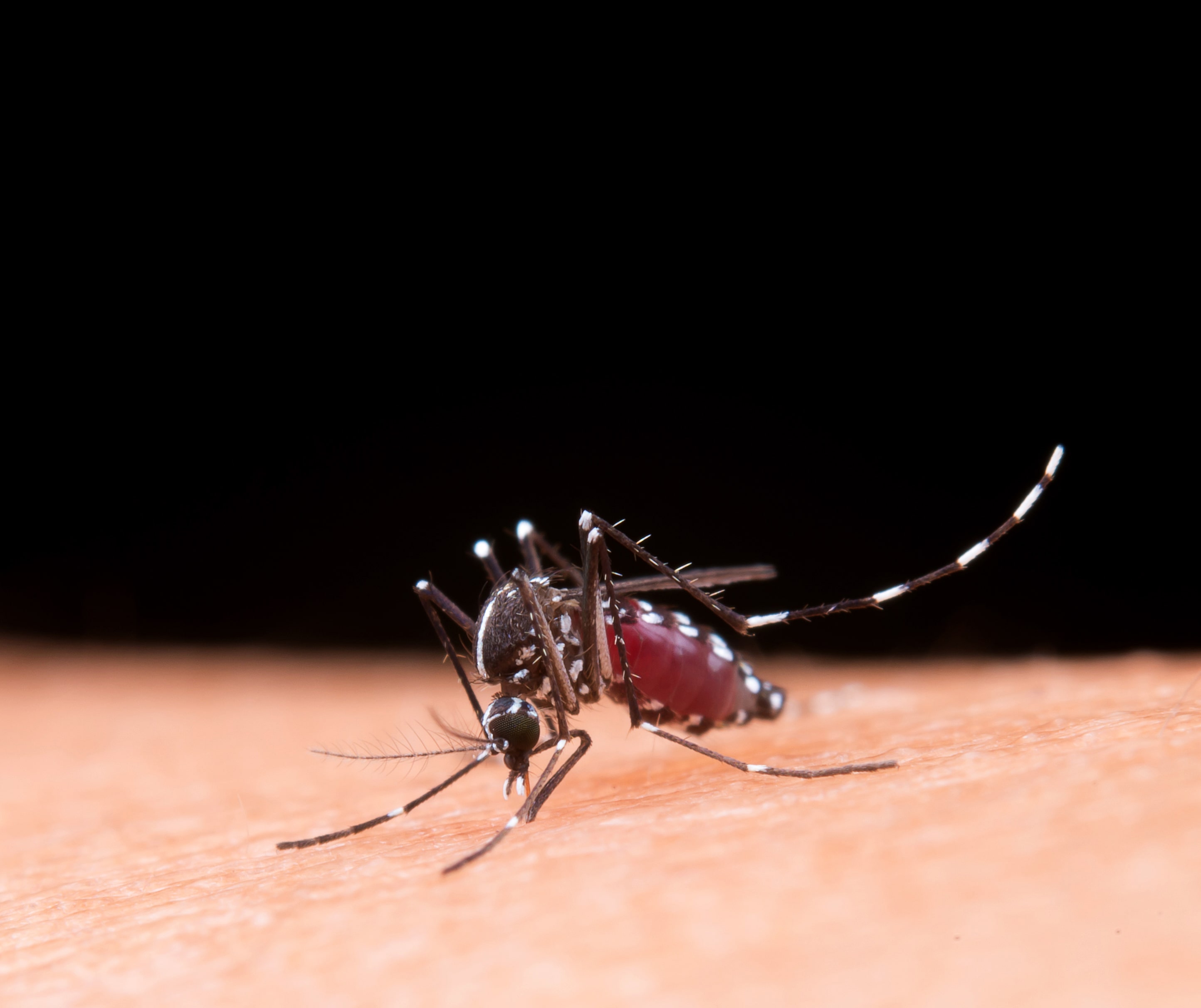 Governo Municipal alerta sobre a dengue em Serranópolis do Iguaçu
