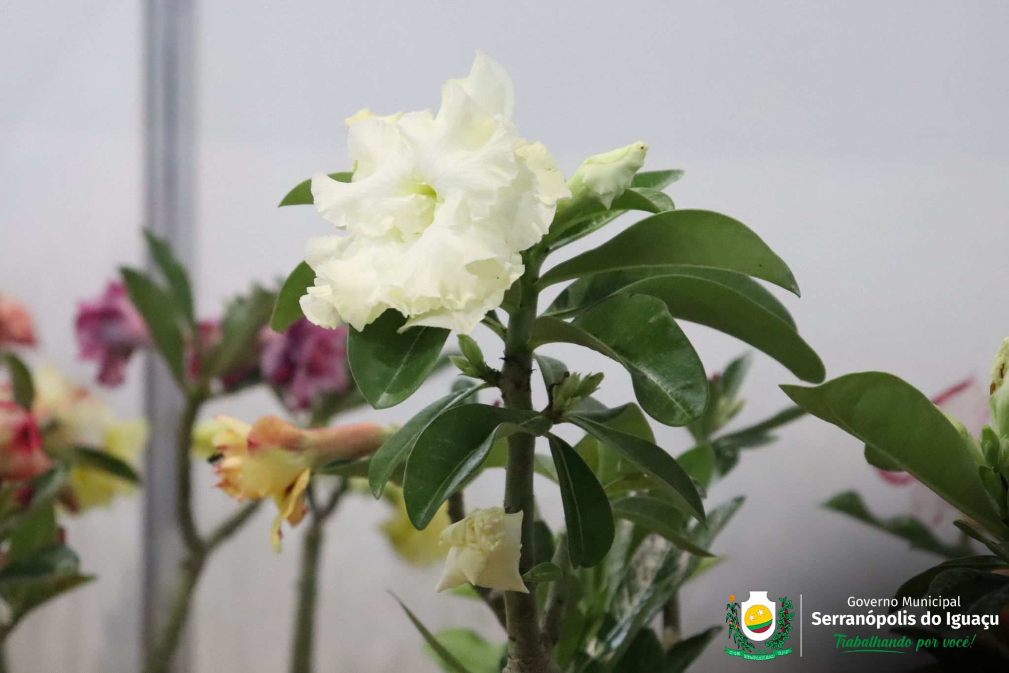 Expositores Expositores