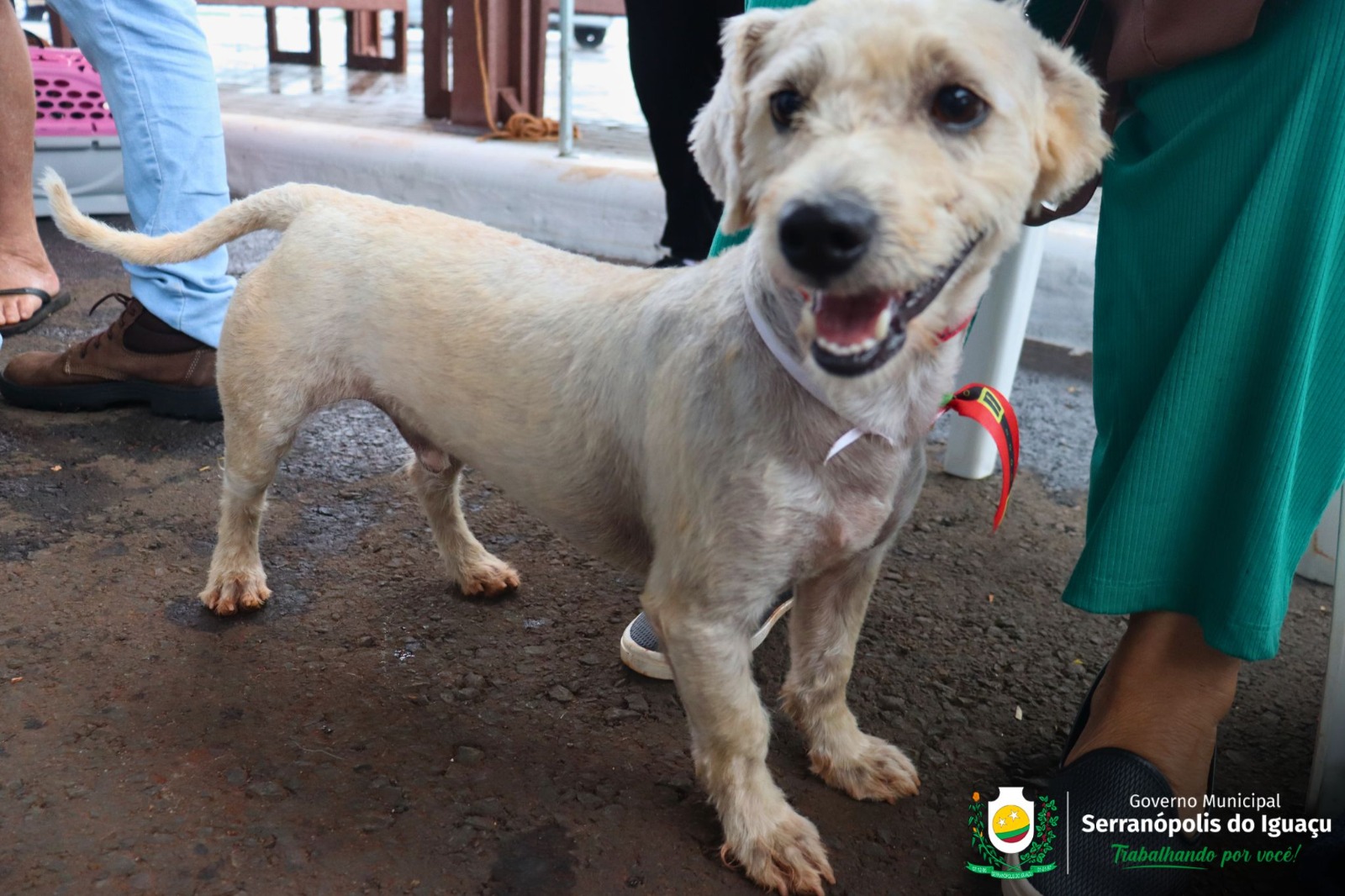 CastraPet é sucesso de adesão em Serranópolis do Iguaçu CastraPet é sucesso de adesão em Serranópolis do Iguaçu