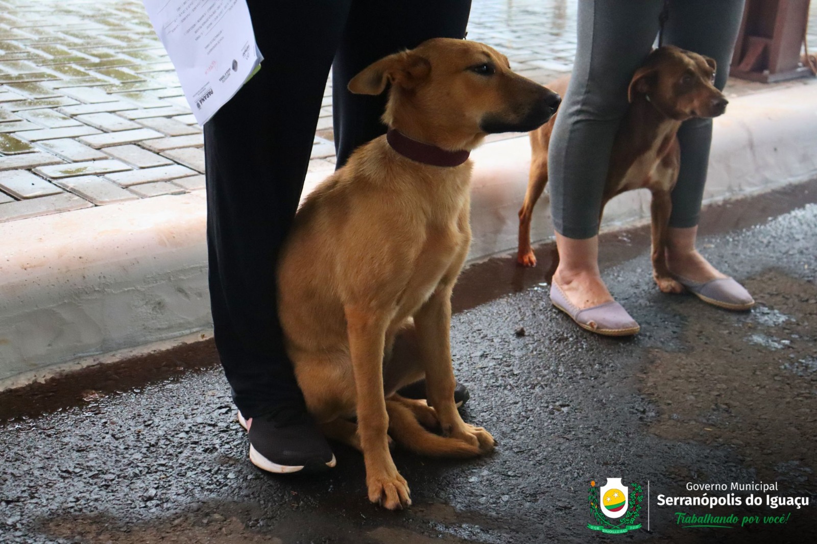 CastraPet é sucesso de adesão em Serranópolis do Iguaçu CastraPet é sucesso de adesão em Serranópolis do Iguaçu