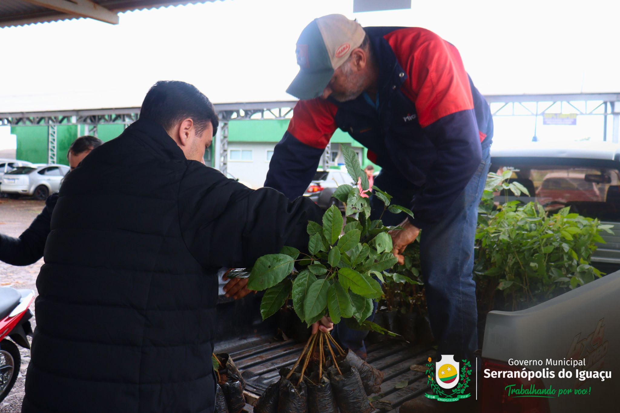 Governo Municipal incentiva arborização rural com entrega gratuita de mudas à população Governo Municipal incentiva arborização rural com entrega gratuita de mudas à população
