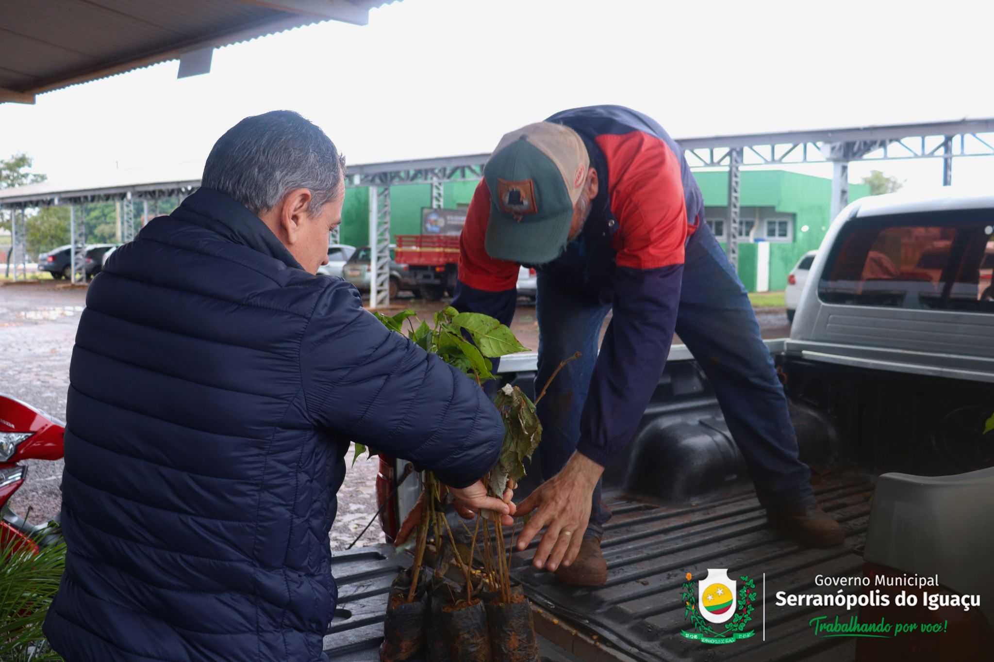 Governo Municipal incentiva arborização rural com entrega gratuita de mudas à população Governo Municipal incentiva arborização rural com entrega gratuita de mudas à população