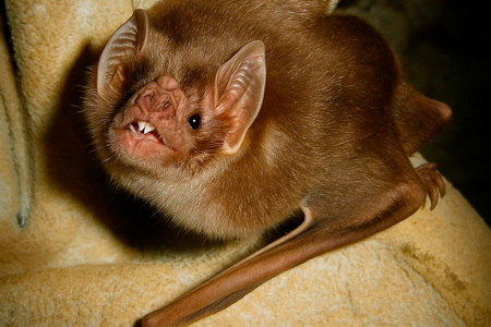 Serranópolis do Iguaçu entra em alerta com seis focos de raiva e já soma sete mortes de bovinos